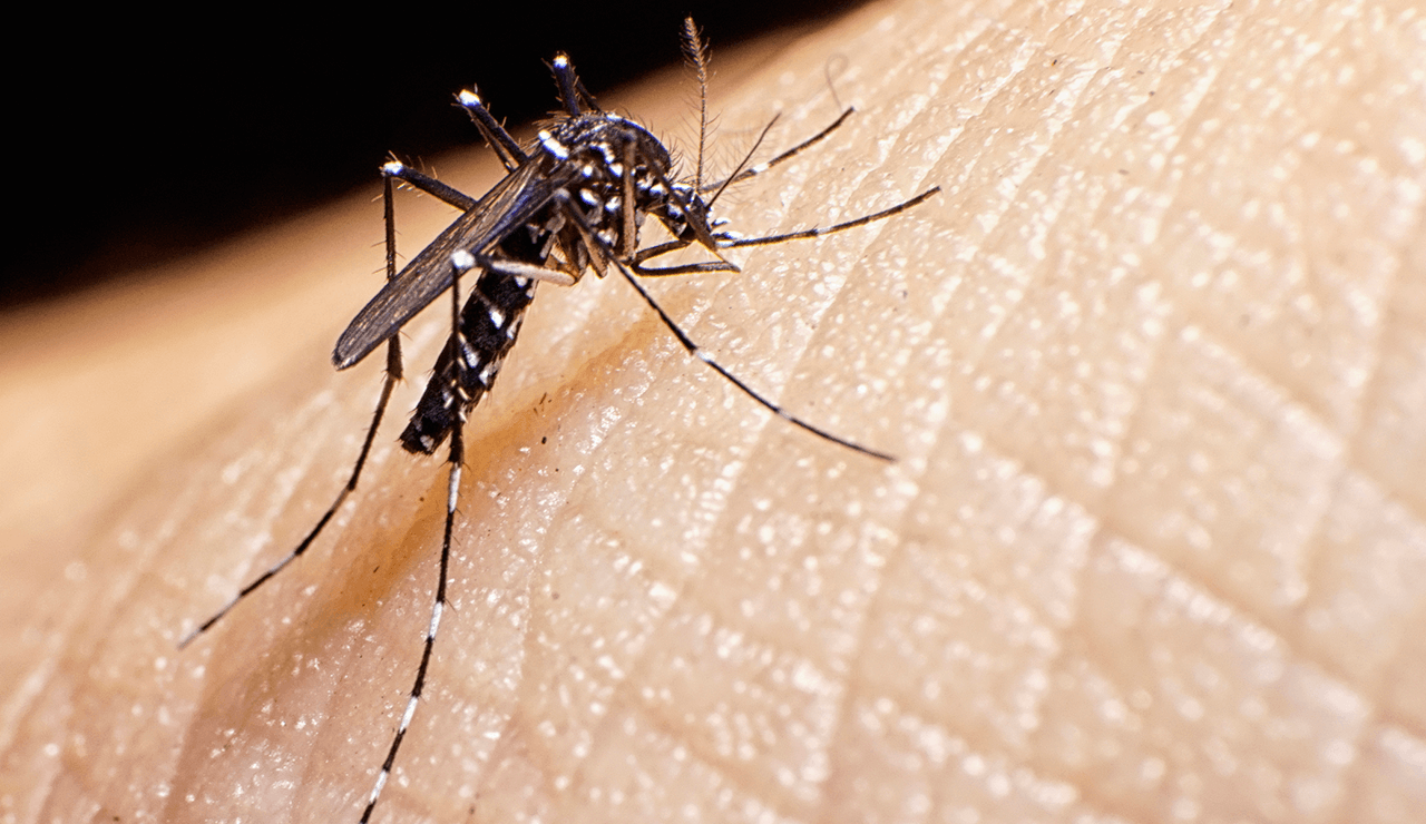 Seconci-SP: evite a dengue combatendo o mosquito